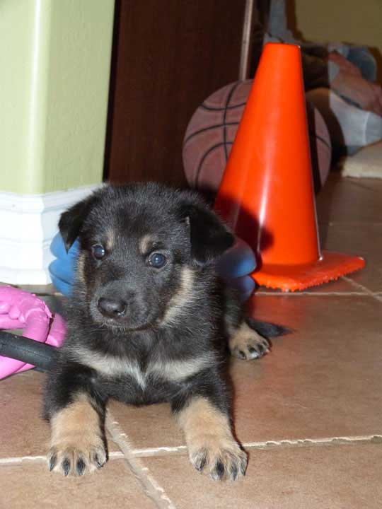 chinook dog